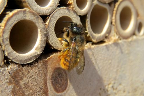 A female Mason bee - Osmia bicornis - perching at the entrance of a bee hotel in Kenilworth, Warwickshire 2013c