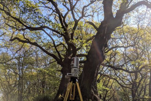 A laser helps "weigh" the two oak trees in Hampstead, North London.