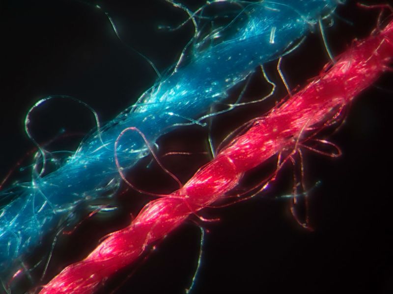 2 Fleece microfibres - one red, one blue - under the microscope