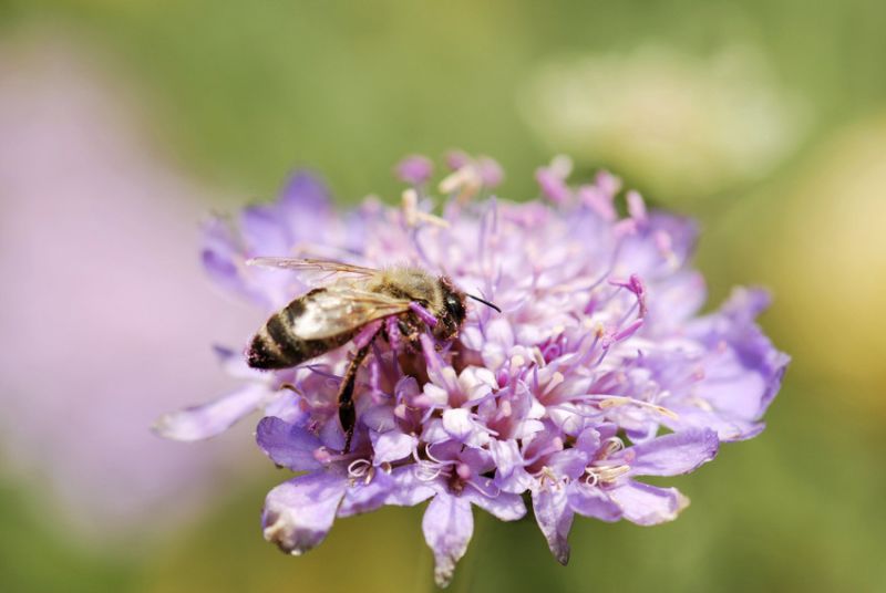 Large scabious mining bee - Andrena hattorfiana