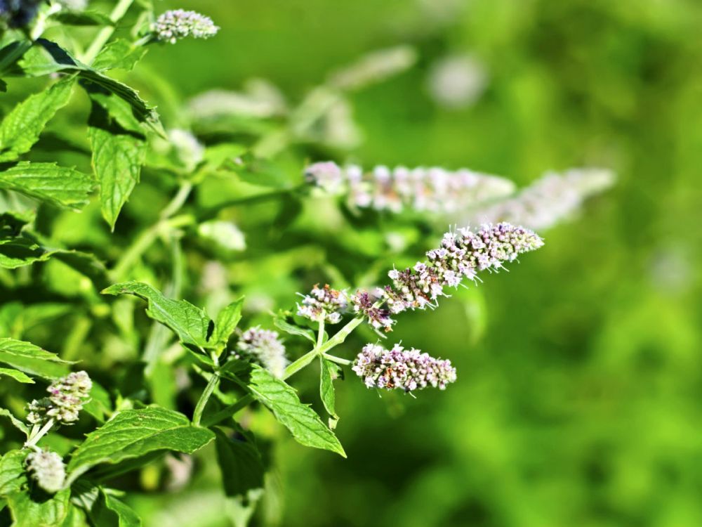 Mint plant in flower
