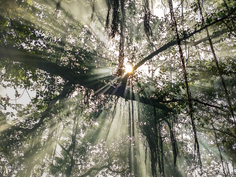 Green trees in a forest with a rays of light from a bright sun peaking through