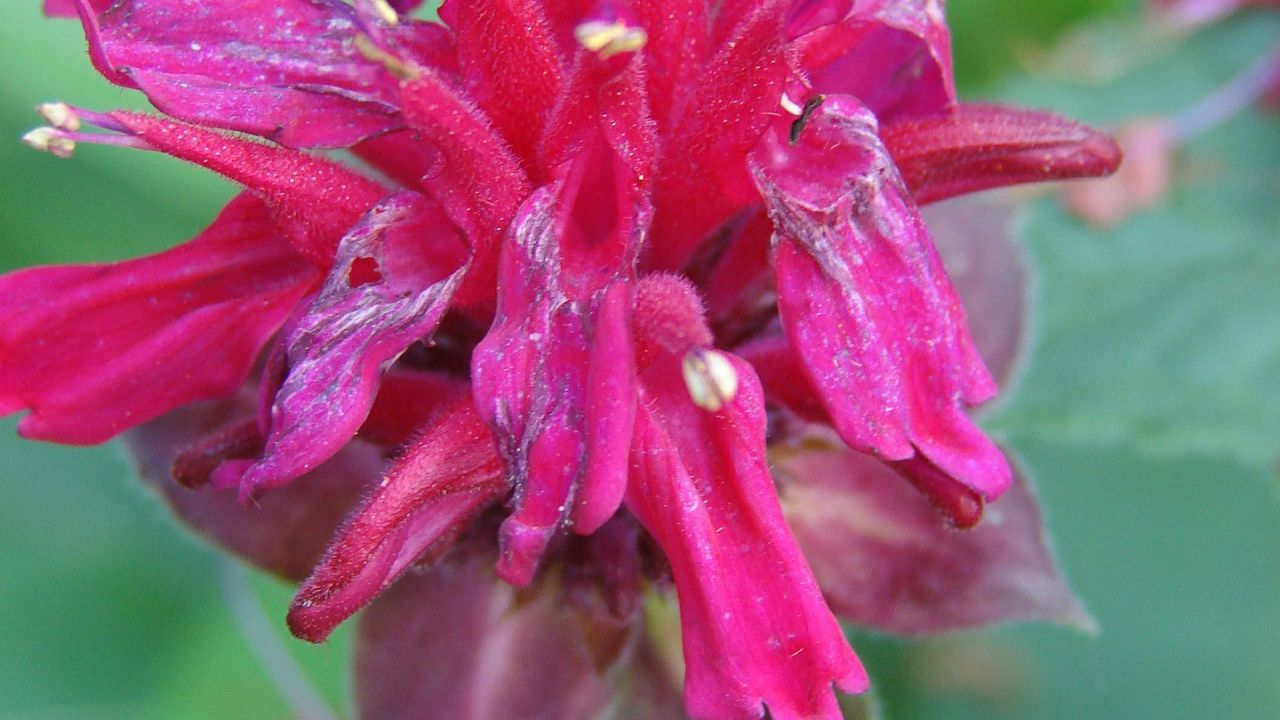 bee balm