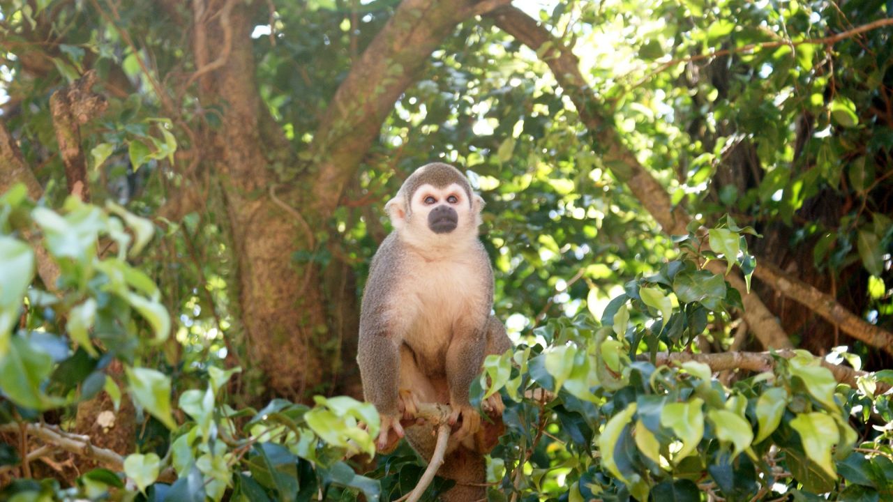 Spider monkey in the Amazon rainforest