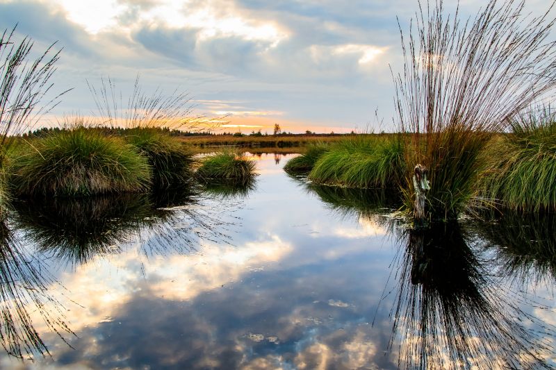 photo of swampland nature reserve with reflected sky