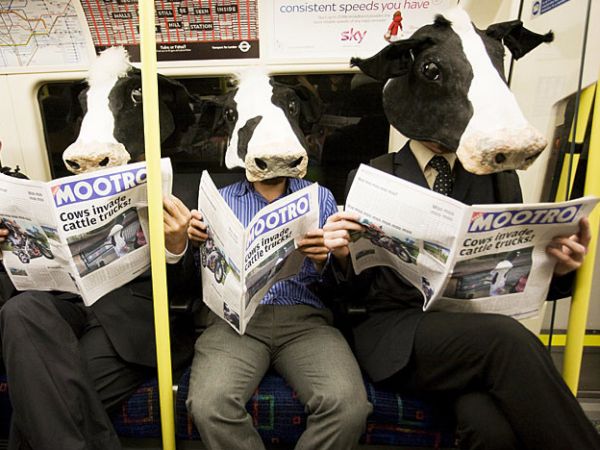 Cows infiltrate London's morning 'commoote' in 2010 – drawing attention to the link between rainforest destruction in South America and livestock feeds in the UK.