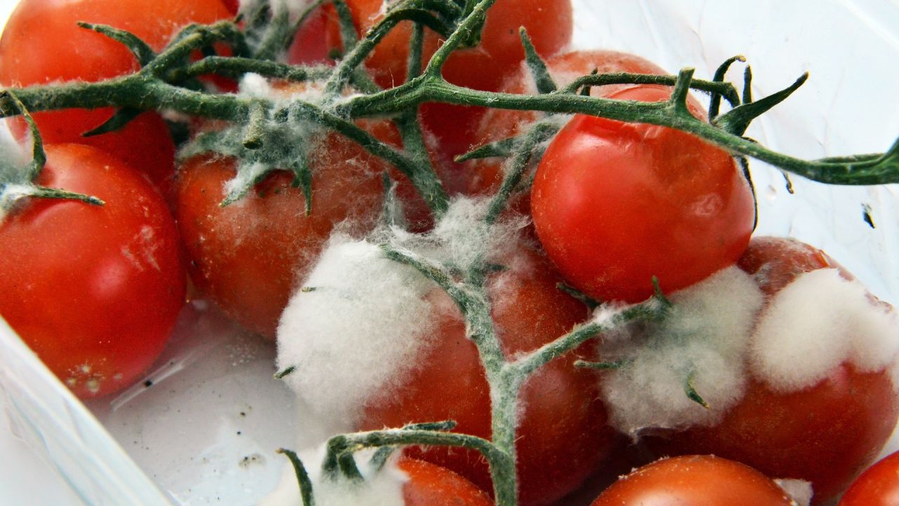Cherry tomatoes on the vine that have gone mouldy