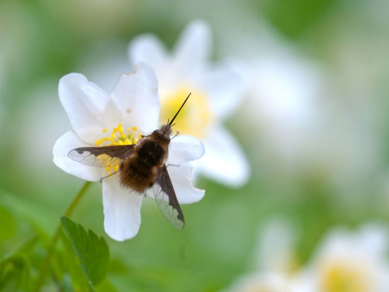 Bee fly on white flower
