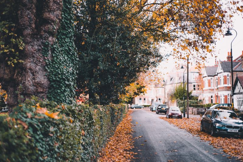 Tree lined street with cars