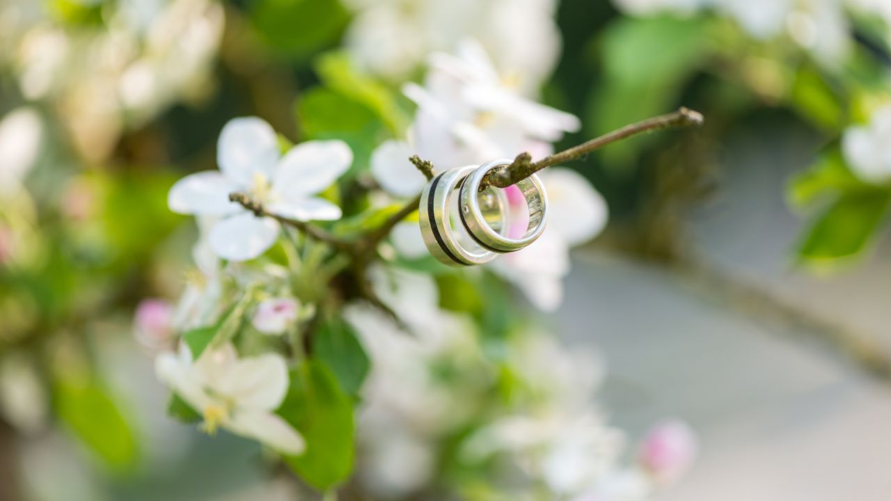 Wedding rings hanging on apple tree branch