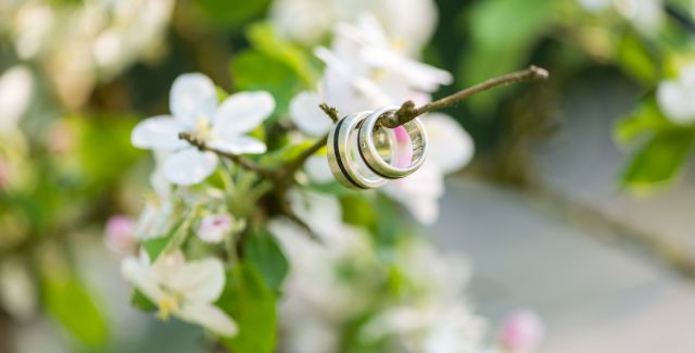 Wedding rings hanging on apple tree branch