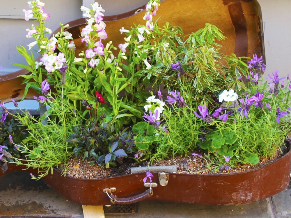photo of cello case planted with flowers