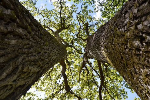 Looking up at the canopies of two oak trees