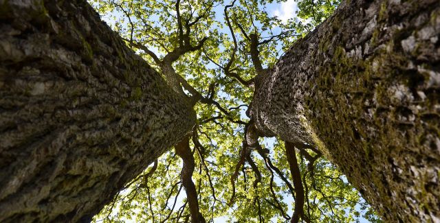Looking up at the canopies of two oak trees