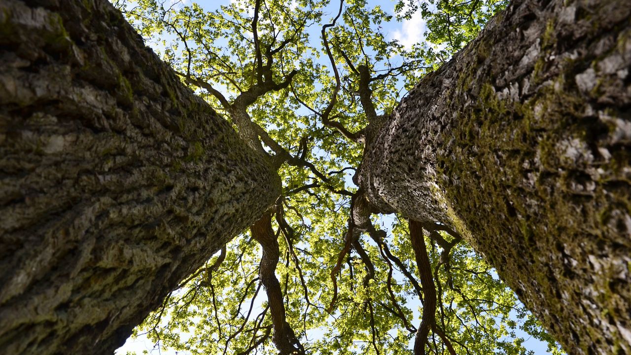 Looking up at the canopies of two oak trees