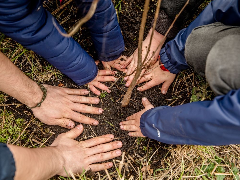 Green energy suppliers Octopus Energy - tree planting