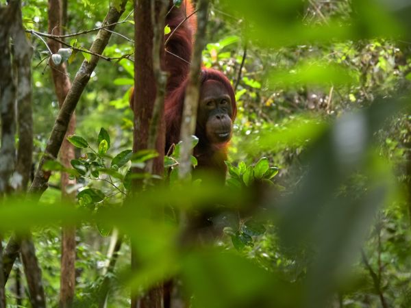Orangutan hiding among the trees in Indonesian tropical forest