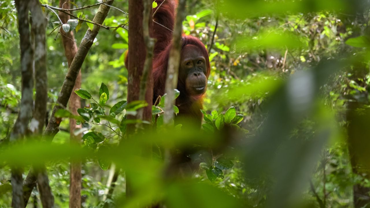 Orangutan hiding among the trees in Indonesian tropical forest