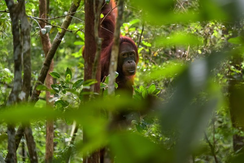 Orangutan hiding among the trees in Indonesian tropical forest