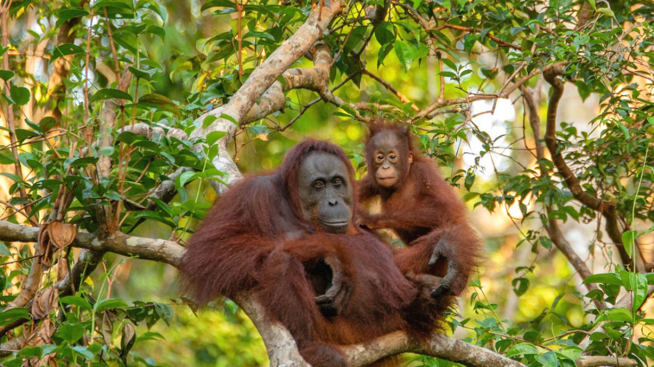 An orangutan mother and baby sitting in the branches of a tree