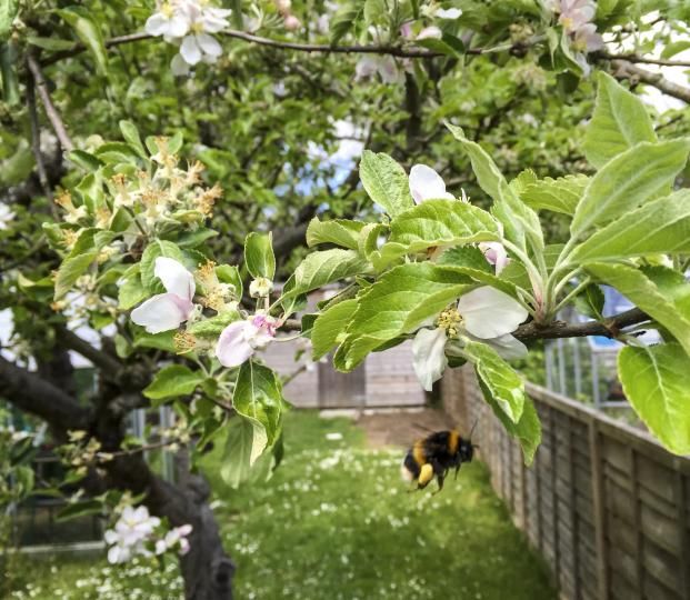 Orchard bee