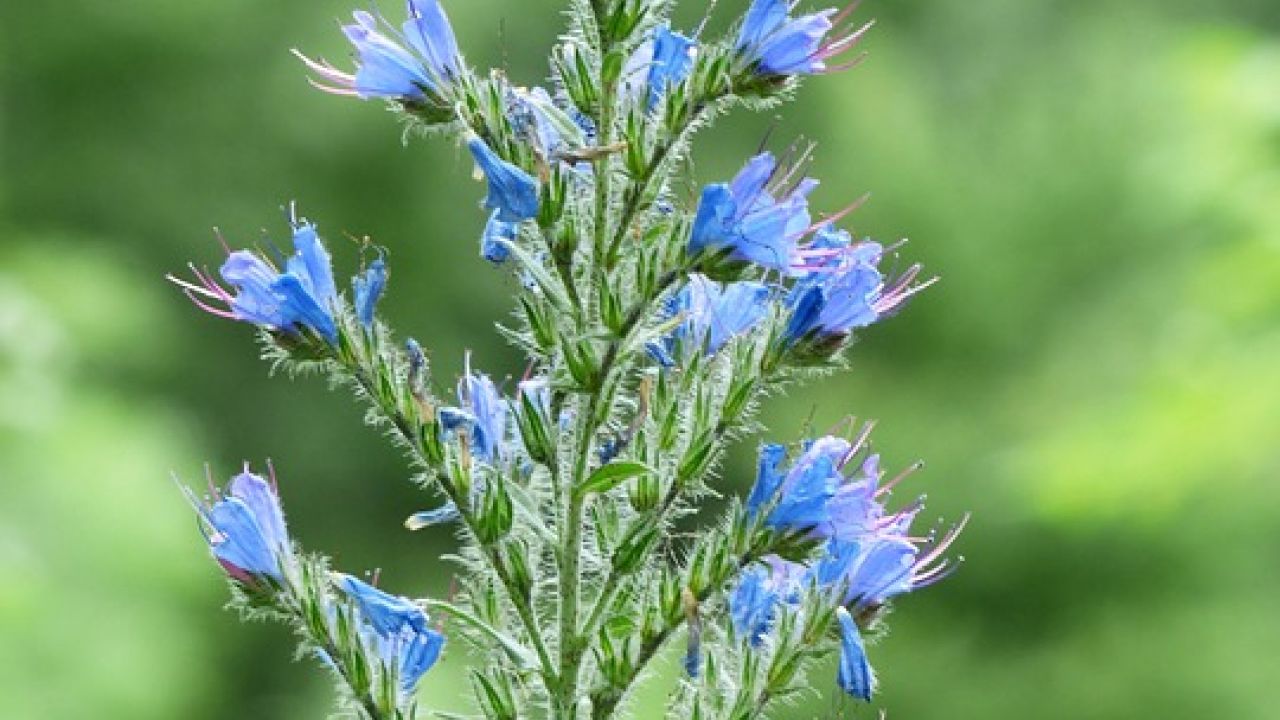 Viper's bugloss
