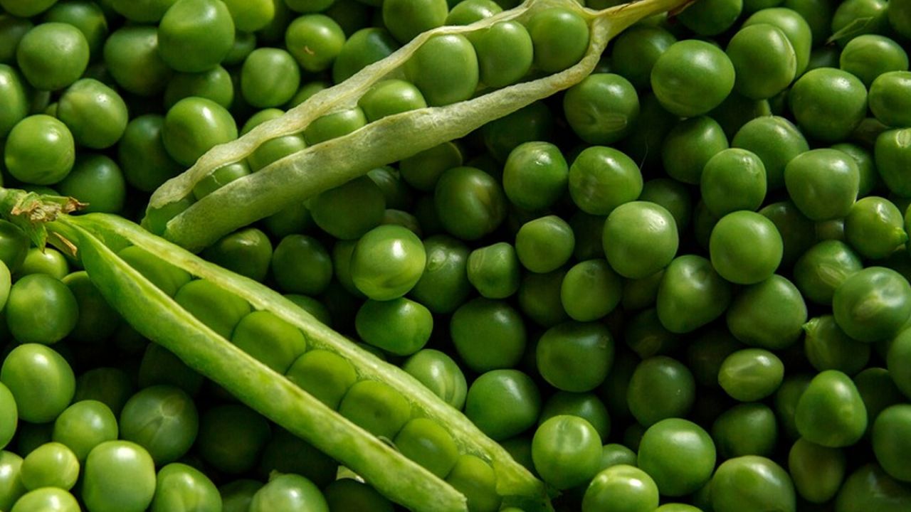 Organic pea pods on a bed of shelled peas
