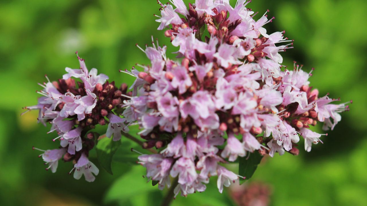 Marjoram