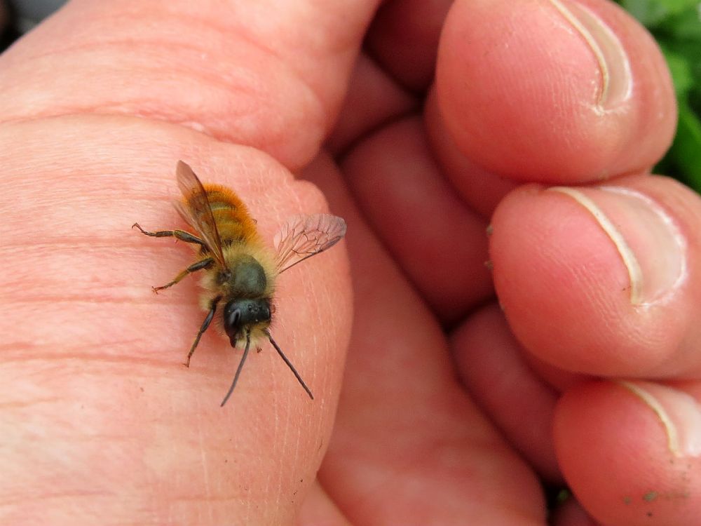 A close-up of a male mason bee - osmia bicornis - on a man's hand