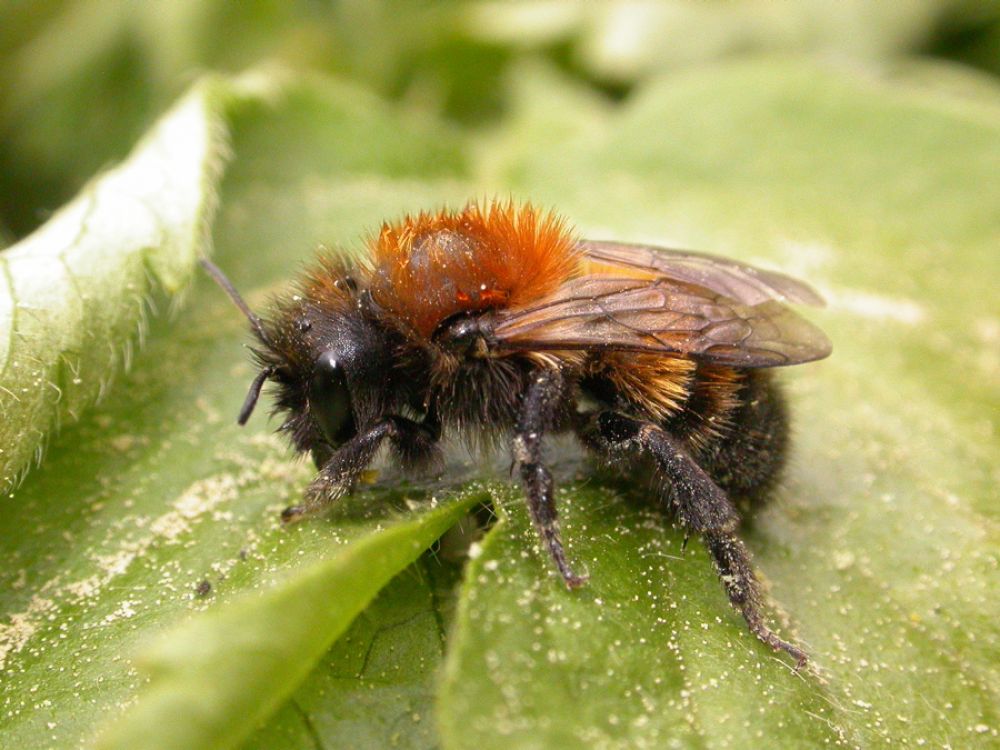 Cliff mason bee - Osmia xanthomelana