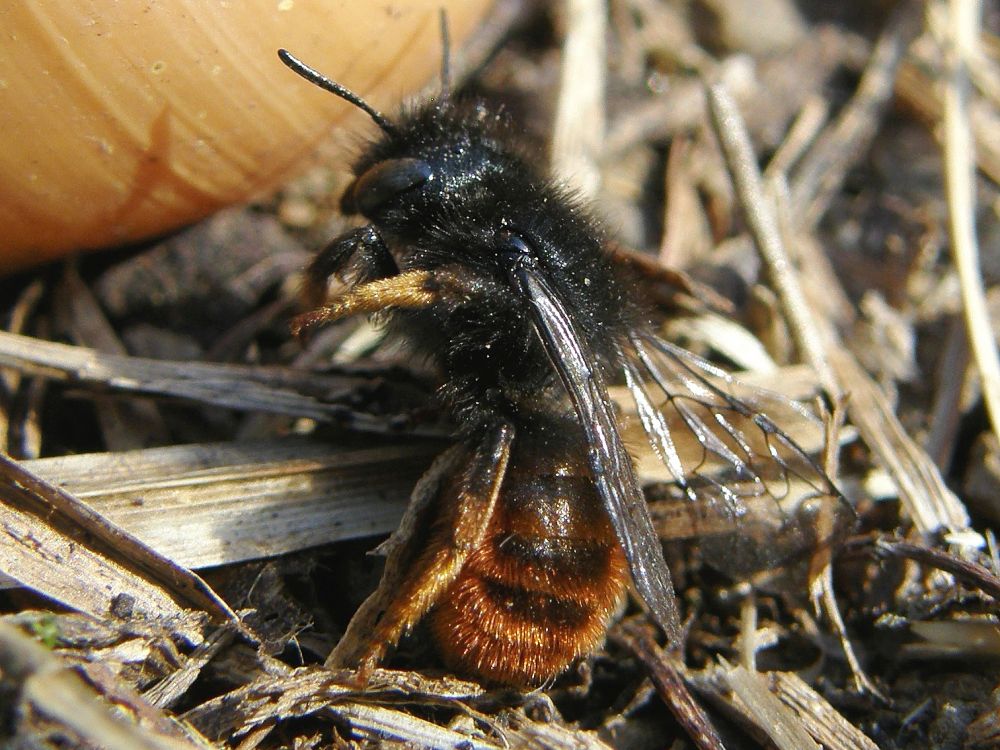 Red-tailed Mason Bee (Osmia bicolor)