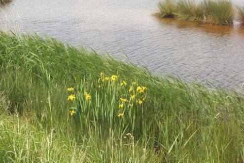 Photo of reedbed on Otmoor, RSPB reserve