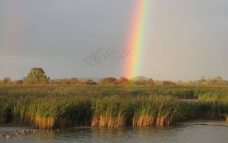 Rainbow over Otmoor wetlands Oxfordshire, with starlings flying in centre.