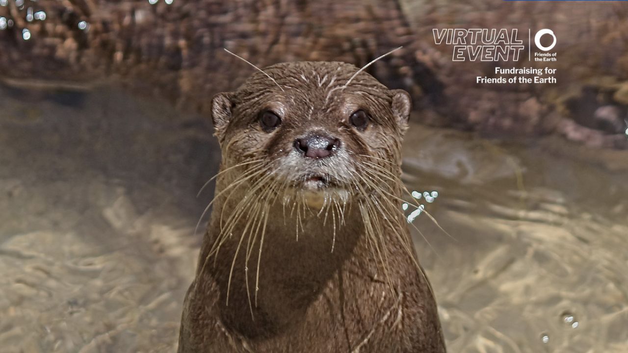 Zoom background - Otter