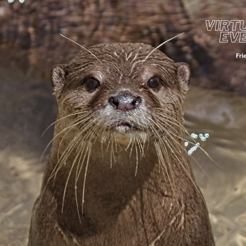 Zoom background - Otter