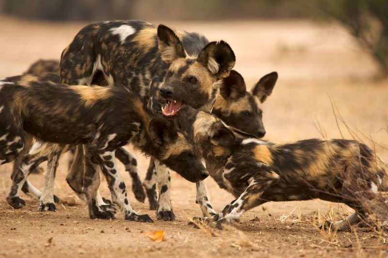 A pack of painted wolves
