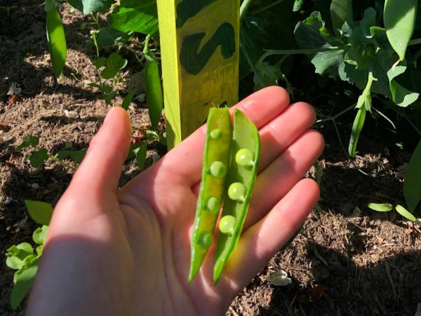 A hand holding an open pea pod