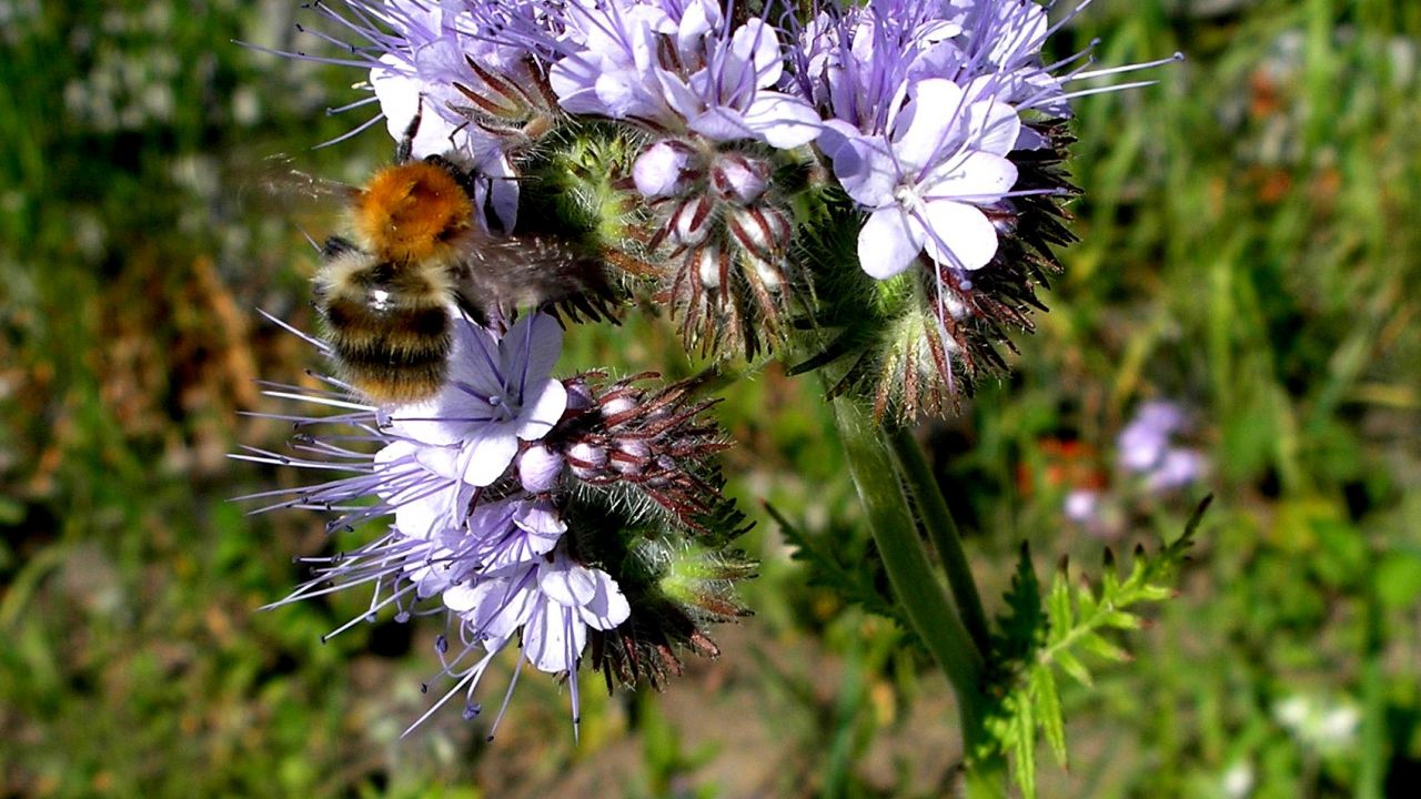 Phacelia
