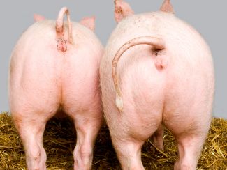 Two farmed pigs or piglets facing away from the camera - pig bums.