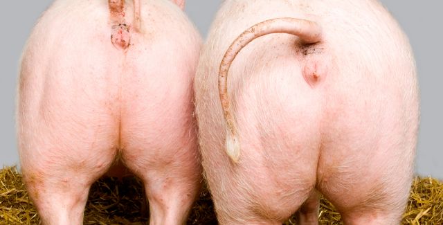 Two farmed pigs or piglets facing away from the camera - pig bums.