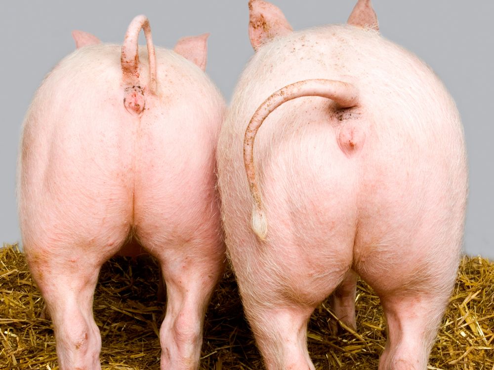 Two farmed pigs or piglets facing away from the camera - pig bums.