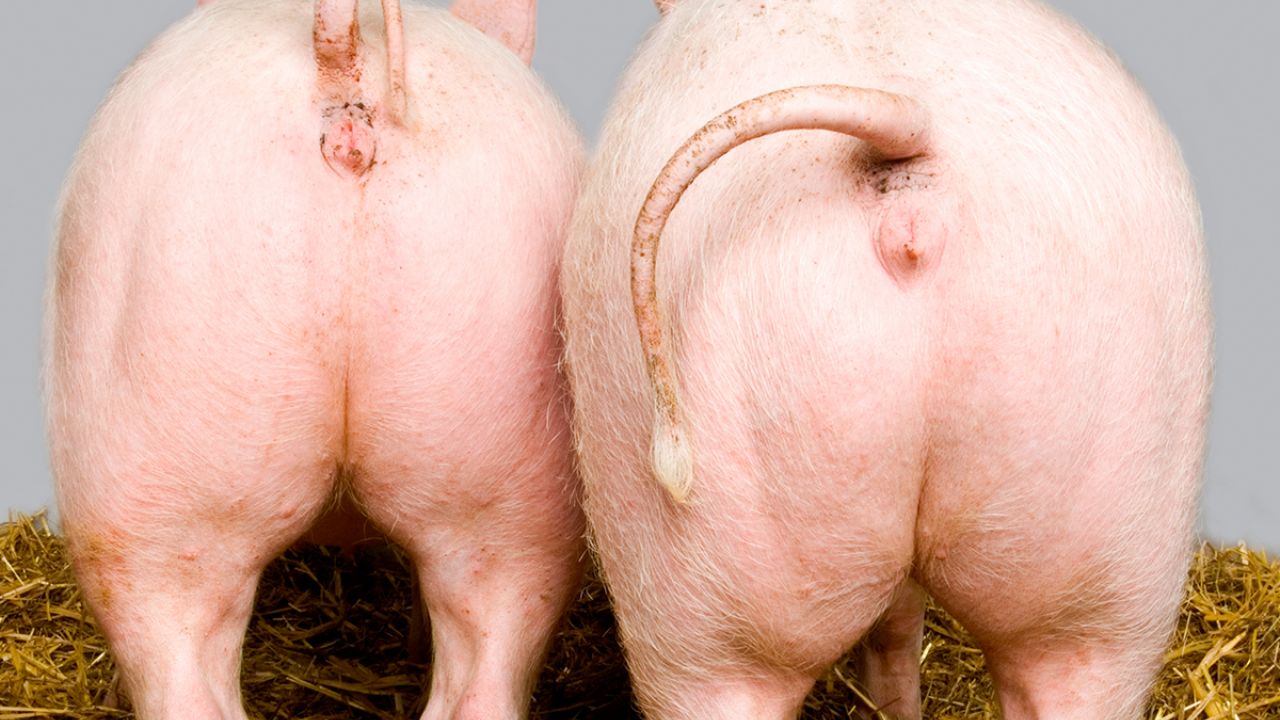 Two farmed pigs or piglets facing away from the camera - pig bums.