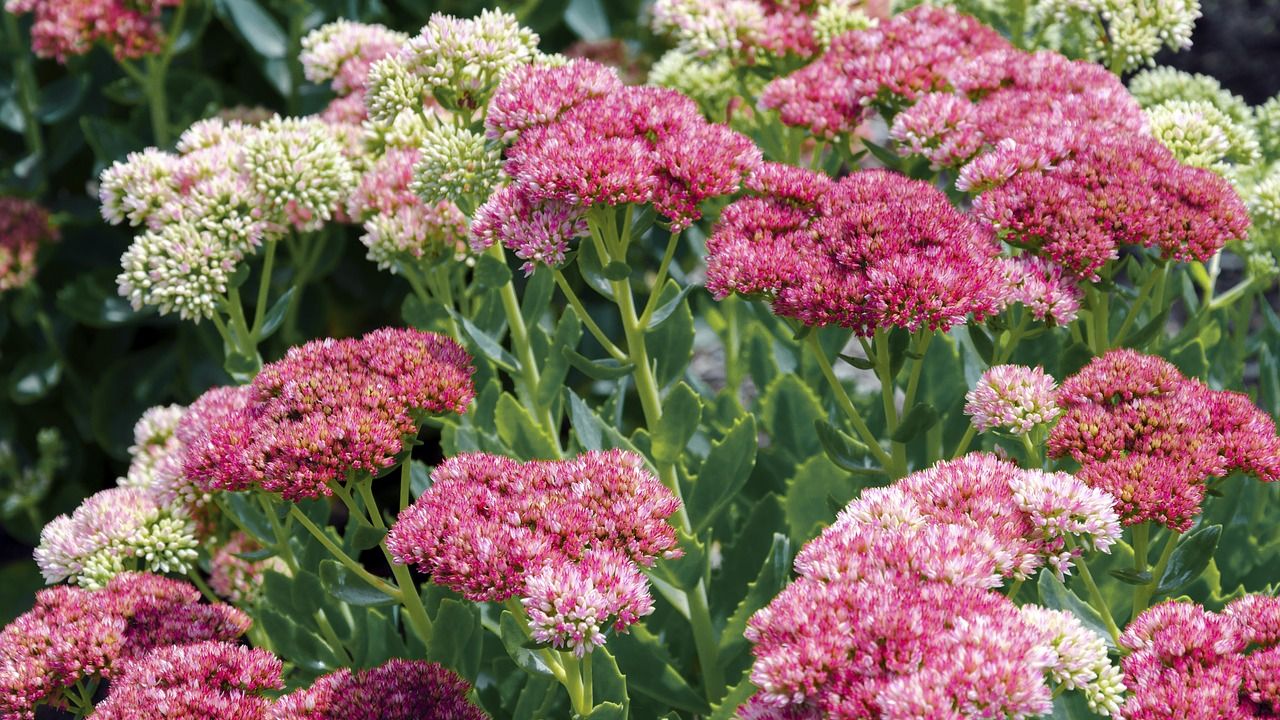 Sedum