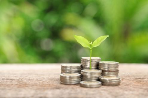 Plant coming out of money