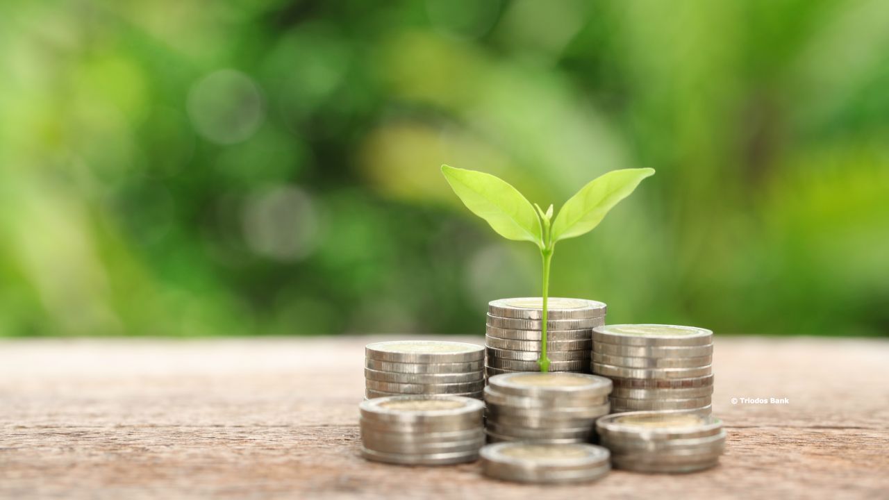 Plant coming out of money