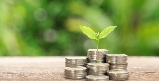 Plant coming out of money