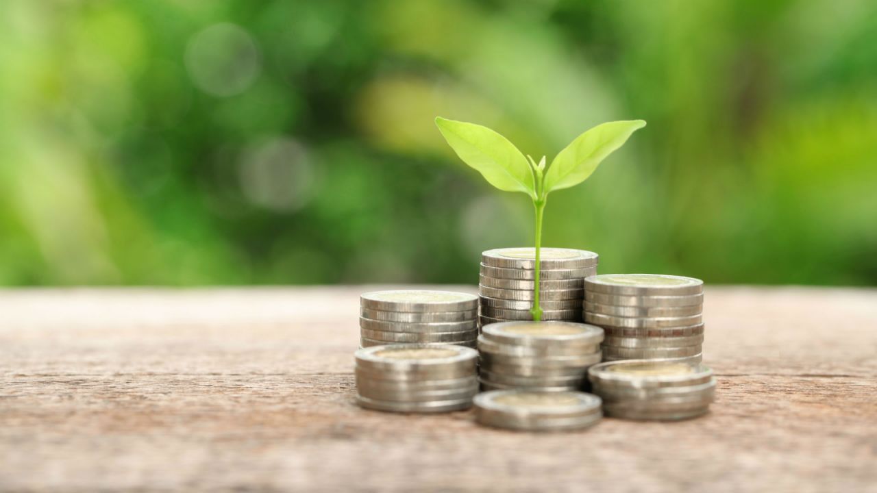Plant coming out of money