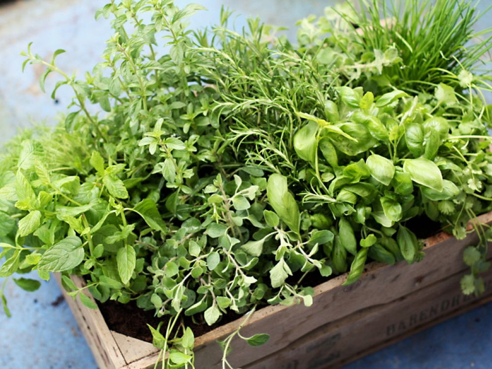 herb planter