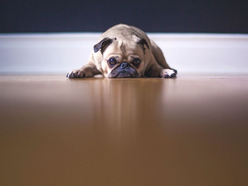 A Pug dog lying flat and looking sad