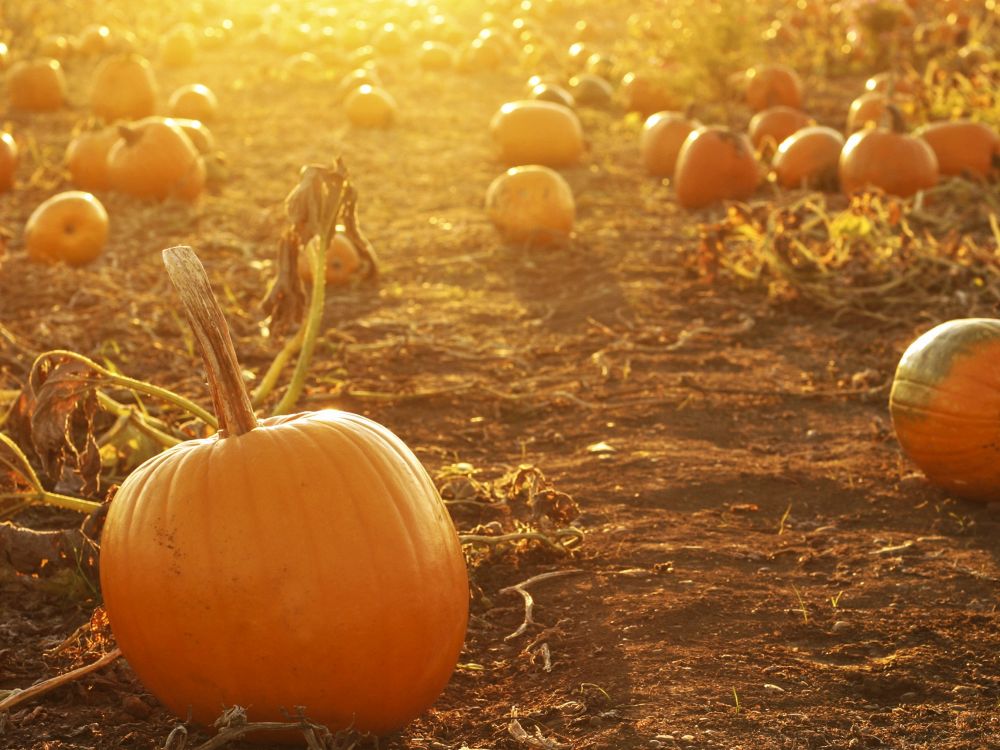 Pumpkins in farm field